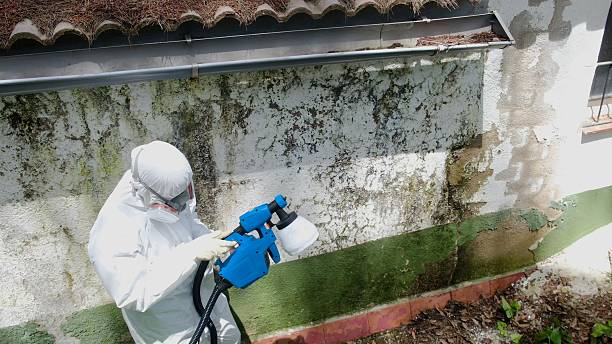 Top rated local Mold Remediation specialists in Franklin, NJ